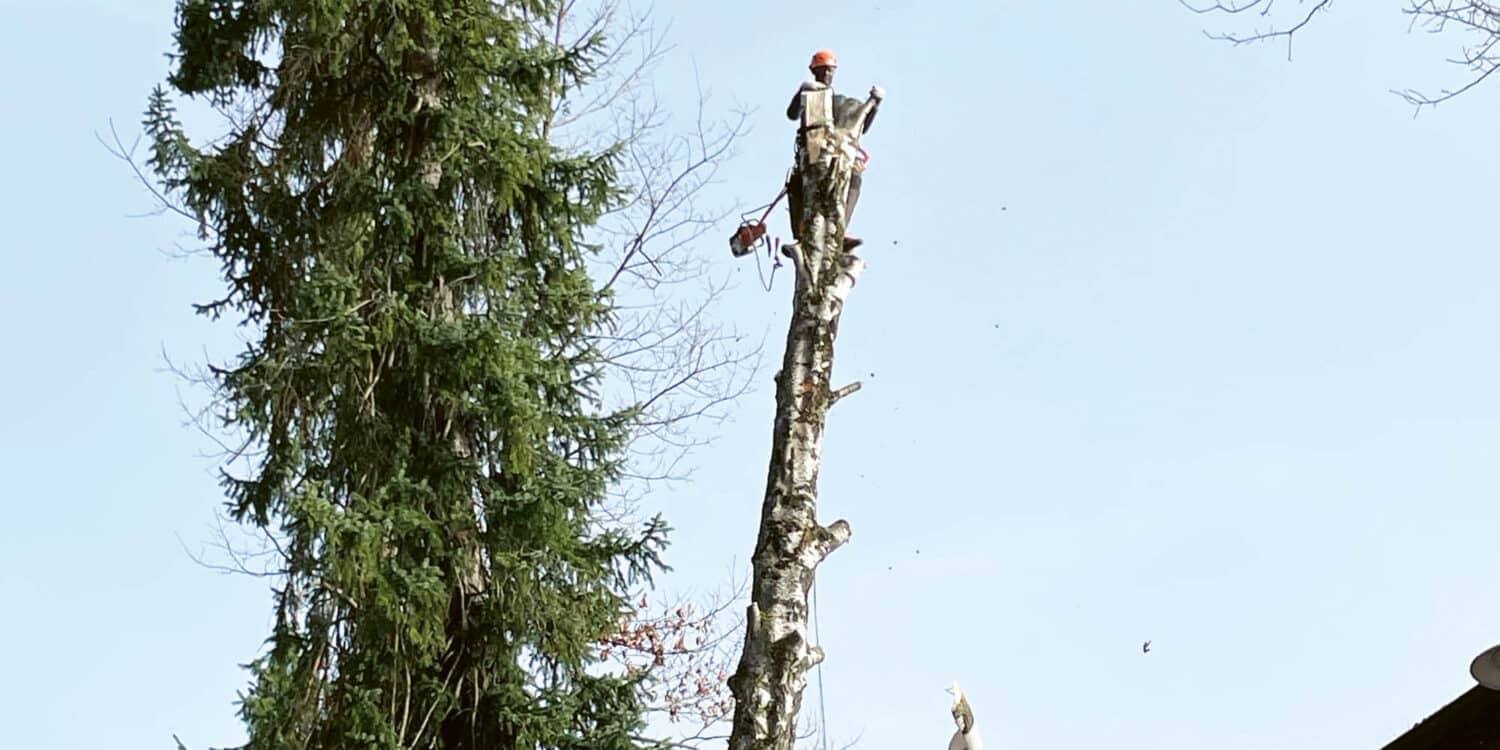 Baumpflege an der Schreinerei