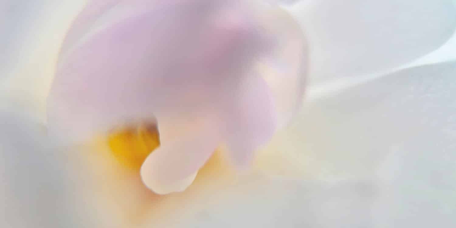 Im Innern einer Rose